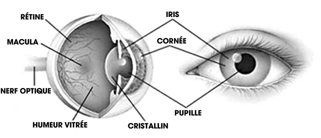 Tout Savoir Sur Les Défauts De Vision - Experts En Santé Visuelle